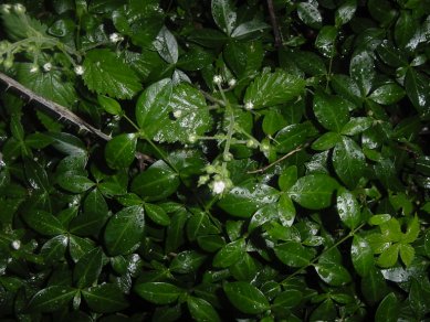 Greenery in the back yard after a rain, 05-29-2001, photo by Tom Rue.
